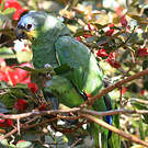 Amazone aourou