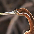 Anhinga d'Afrique