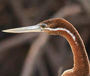 Anhinga d'Afrique