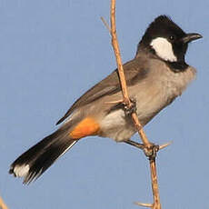 Bulbul à oreillons blancs