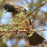 Bulbul des jardins