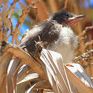 Bulbul des jardins