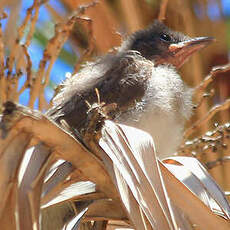 Bulbul des jardins