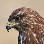 Buse variable