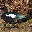 Canard musqué