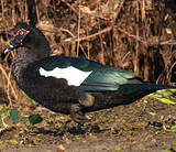 Canard musqué