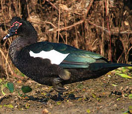 Canard musqué