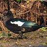 Canard musqué
