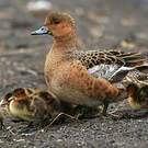 Canard siffleur