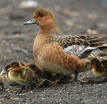 Canard siffleur