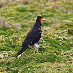 Caracara caronculé