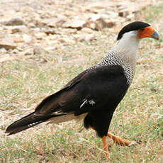 Caracara du Nord