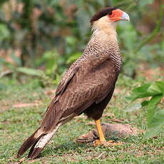 Caracara huppé