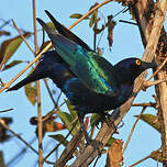 Choucador à oreillons bleus
