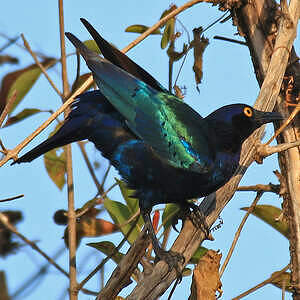 Choucador à oreillons bleus