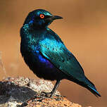 Choucador de Swainson