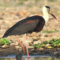 Cigogne épiscopale