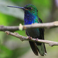 Colibri à queue blanche