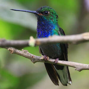 Colibri à queue blanche