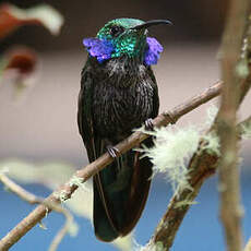 Colibri cyanote