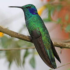 Colibri cyanote