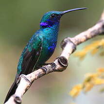 Colibri d'Anaïs