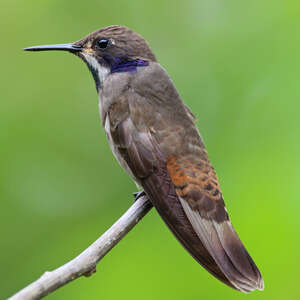 Colibri de Delphine