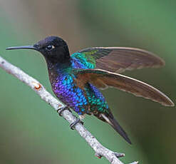 Colibri de Jardine