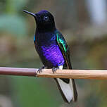 Colibri de Jardine