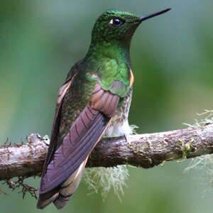 Colibri flavescent