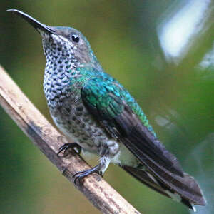 Colibri grivelé