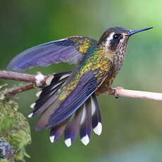 Colibri moucheté