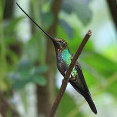 Colibri porte-épée