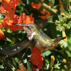 Colibri scintillant