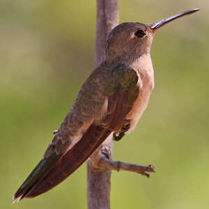 Colibri trompeur