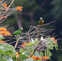 Conure naine