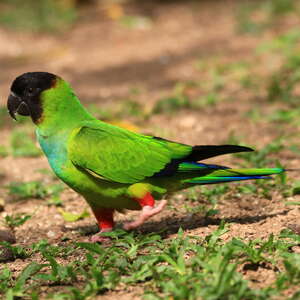 Conure nanday