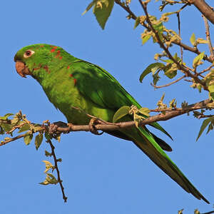 Conure pavouane