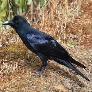 Corbeau à gros bec