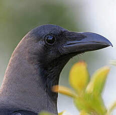 Corbeau familier