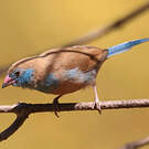 Cordonbleu à joues rouges