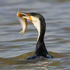 Cormoran à poitrine blanche