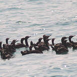 Cormoran de Socotra