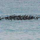 Cormoran de Socotra
