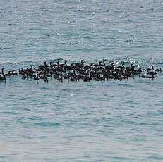 Cormoran de Socotra