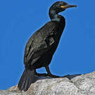 Cormoran huppé