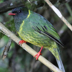 Cotinga vert et noir