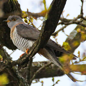 Coucou gris