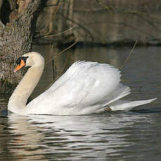 Cygne tuberculé