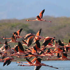 Flamant des Caraïbes